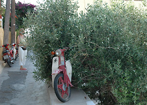 Knallertspisende busk